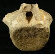 Large Hadrosaur (Duck-Billed Dinosaur) Vertebra #17268-1